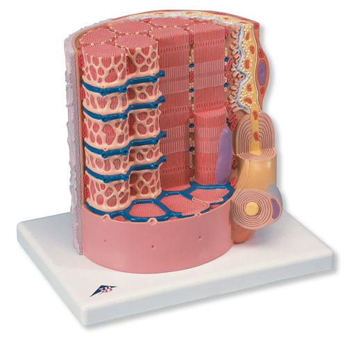 3B MICROanatomy™ wS